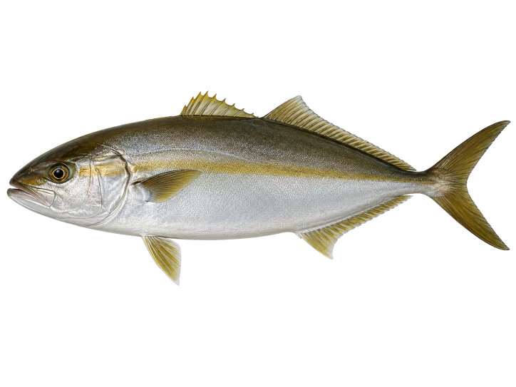 Amberjack illustration, Cabo San Lucas