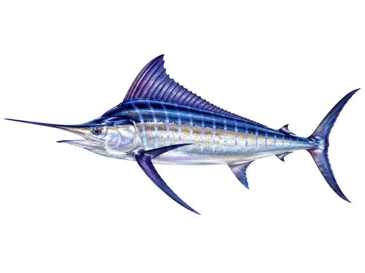 Striped Marlin illustration, Cabo San Lucas