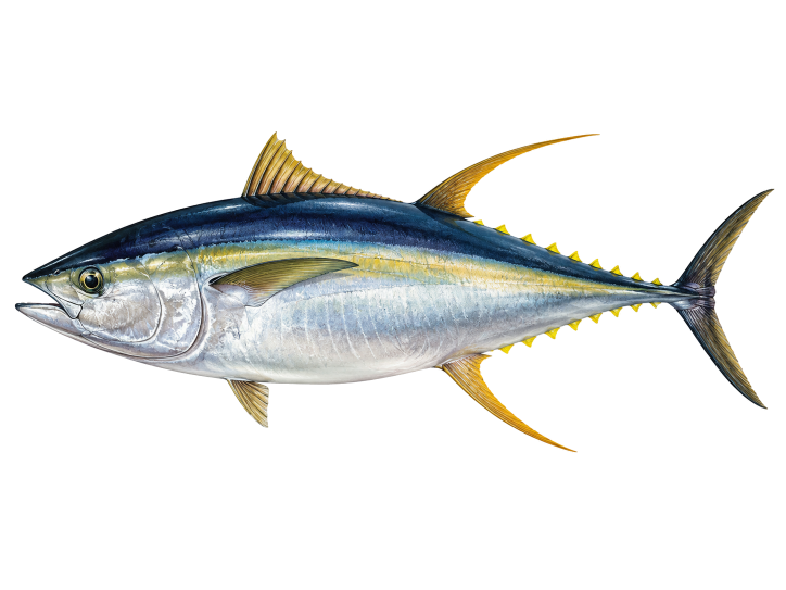 Yellowfin Tuna illustration, Cabo San Lucas